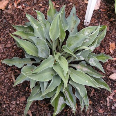 Hosta 'Slim and Trim'